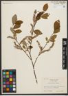 Foto von Salix vulpina Andersson